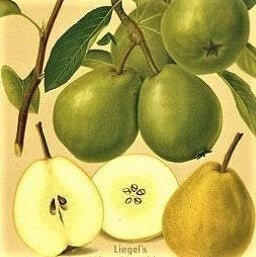 Par UNTOASA LIEGEL ® Par de anul 2 - coroana proiectata