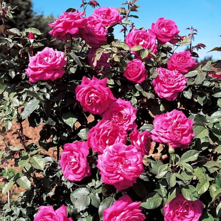 LOLITA LEMPICKA Trandafir urcator