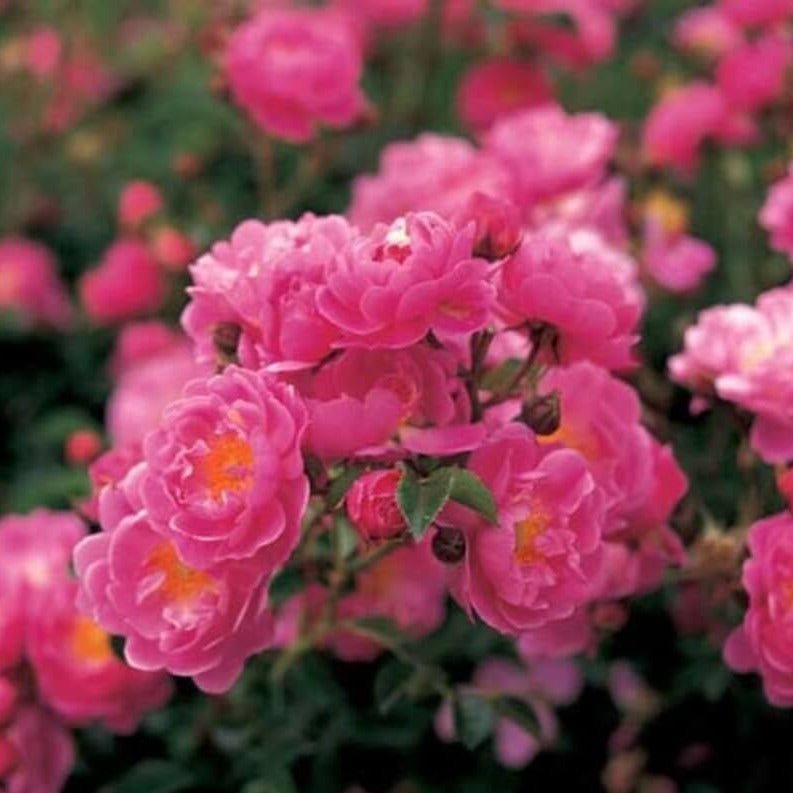 MAGIC MEILLANDECOR Trandafir floribunda