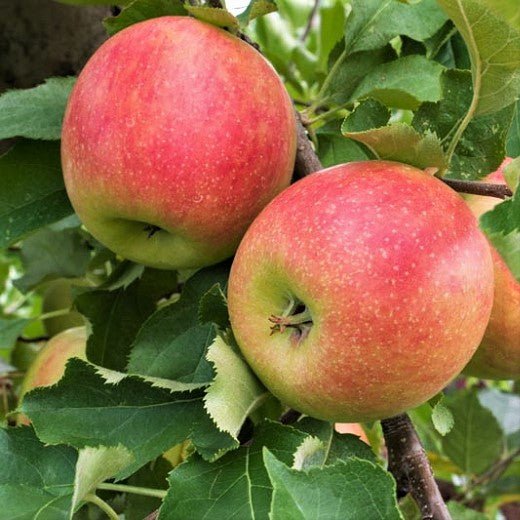 Mar JONAGOLD Mar de anul 2 - coroana proiectata