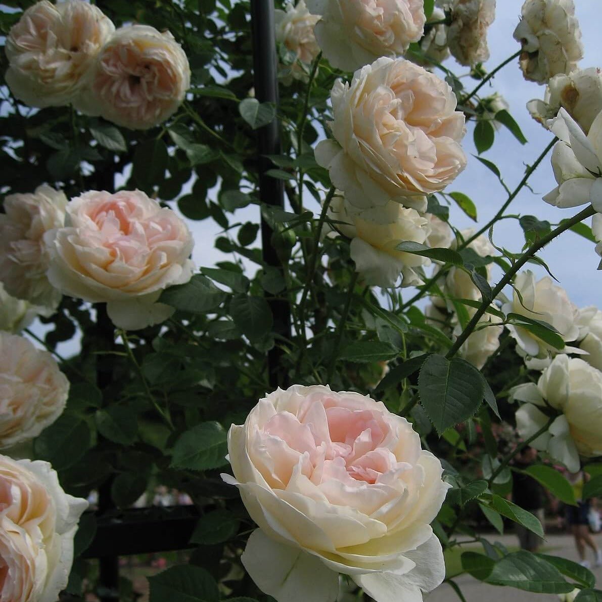 MON JARDIN ET MA MAISON Trandafir urcator