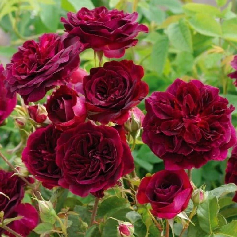 MUNSTEAD WOOD Trandafir floribunda
