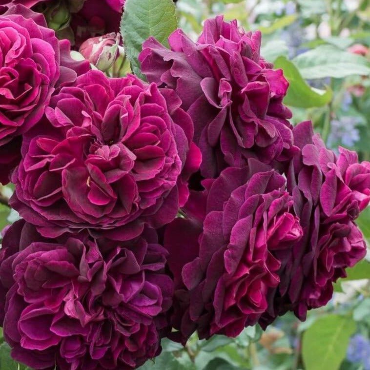 MUNSTEAD WOOD Trandafir floribunda