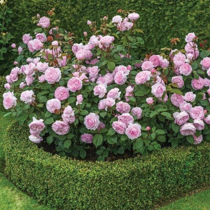 OLIVIA ROSE Trandafir floribunda