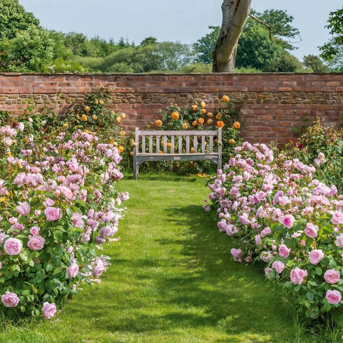 OLIVIA ROSE Trandafir floribunda
