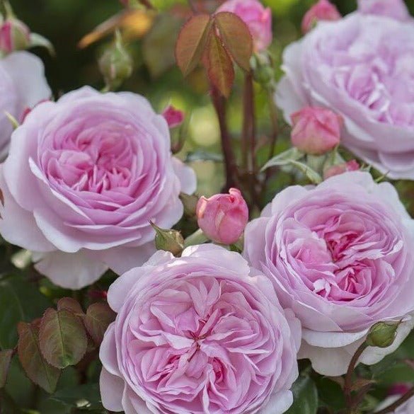 OLIVIA ROSE Trandafir floribunda