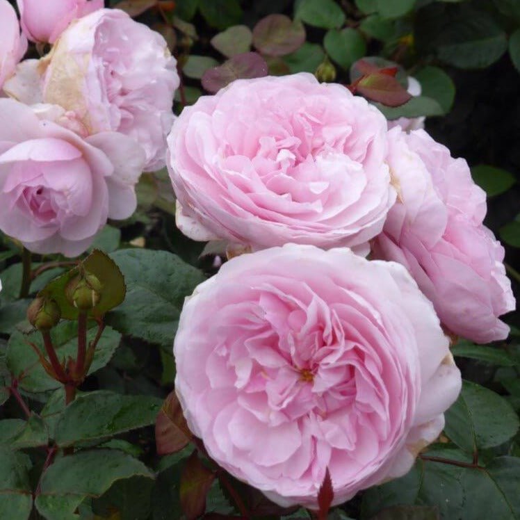 OLIVIA ROSE Trandafir floribunda