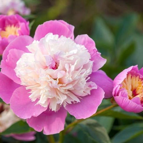 PAEONIA BOWL OF BEAUTY Jardina.eu