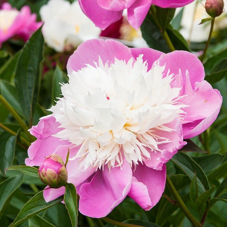 PAEONIA BOWL OF BEAUTY Jardina.eu