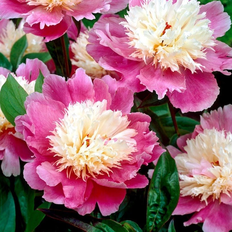 PAEONIA BOWL OF BEAUTY Jardina.eu