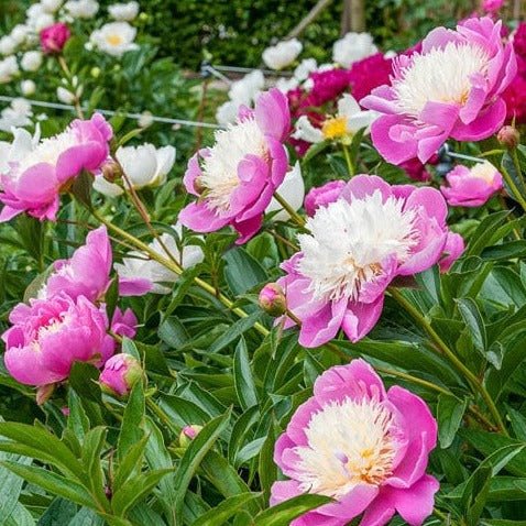PAEONIA BOWL OF BEAUTY Jardina.eu