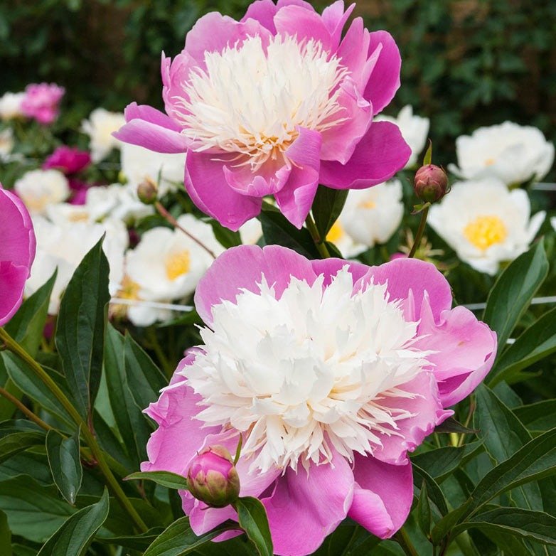 PAEONIA BOWL OF BEAUTY Jardina.eu
