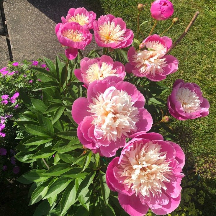 PAEONIA BOWL OF BEAUTY Jardina.eu
