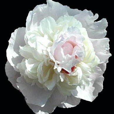 PAEONIA COURONNE D OR Jardina.eu