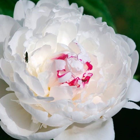 PAEONIA COURONNE D OR Jardina.eu