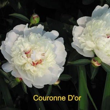 PAEONIA COURONNE D OR Jardina.eu