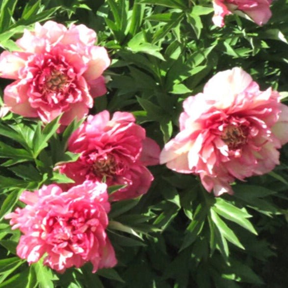 PAEONIA ITOH HILLARY Jardina.eu