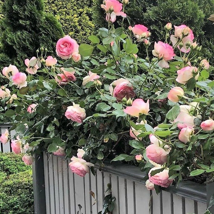 PIERRE DE RONSARD ( EDEN ROSE ) Trandafir urcator