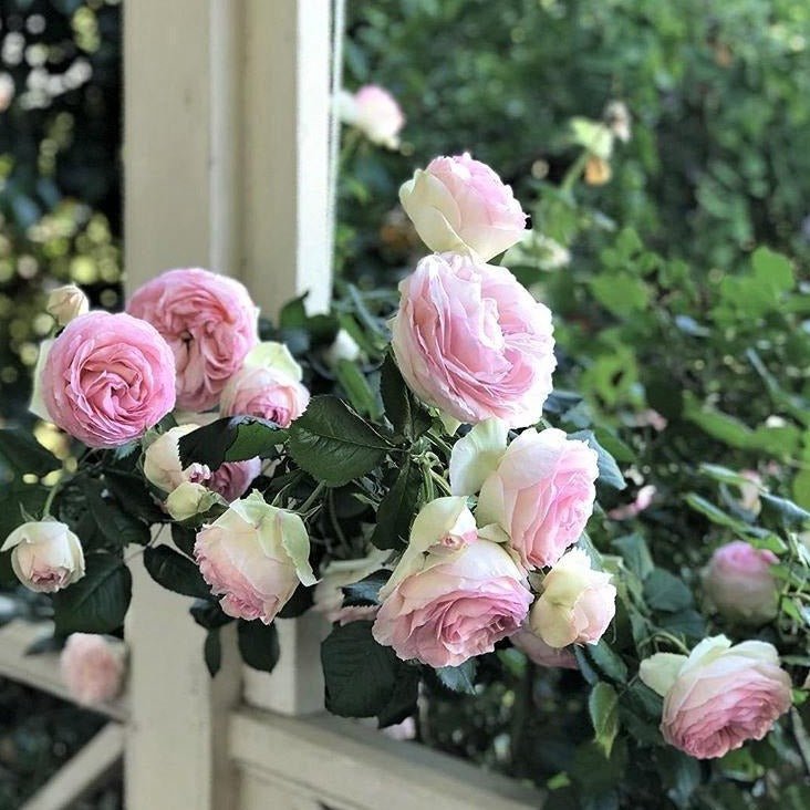 PIERRE DE RONSARD ( EDEN ROSE ) Trandafir urcator