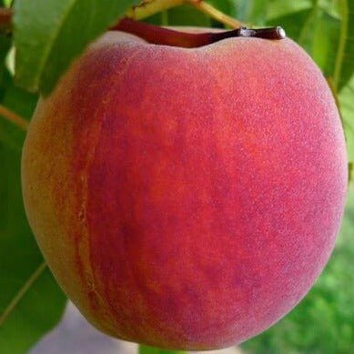 Piersic EARLY REDHAVEN Piersic de anul 2 - coroana proiectata