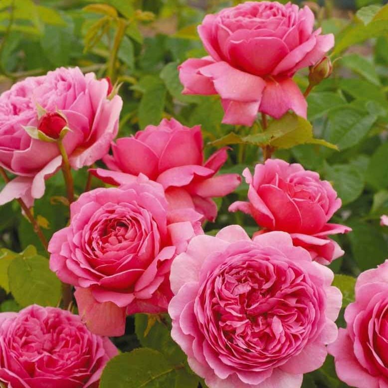 PRINCESS ALEXANDRA OF KENT Trandafir floribunda