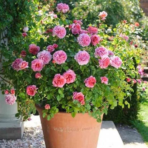 PRINCESS ALEXANDRA OF KENT Trandafir floribunda