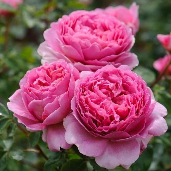 PRINCESS ALEXANDRA OF KENT Trandafir floribunda