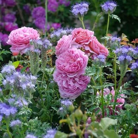 PRINCESS ALEXANDRA OF KENT Trandafir floribunda