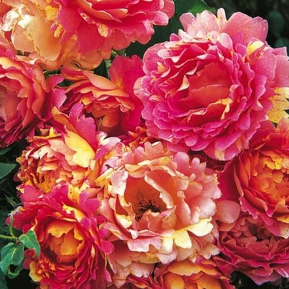 ROSE DES CISTERCIENS Trandafir floribunda