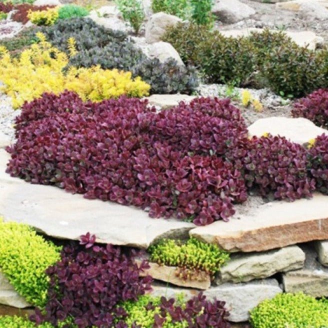 SEDUM SUNSPARKLER : FIRECRACKER Jardina.eu