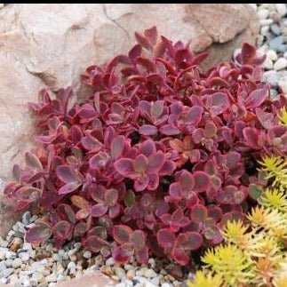 SEDUM SUNSPARKLER : FIRECRACKER Jardina.eu
