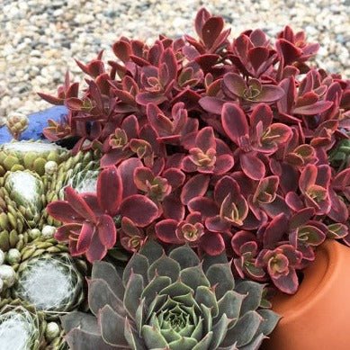 SEDUM SUNSPARKLER : FIRECRACKER Jardina.eu