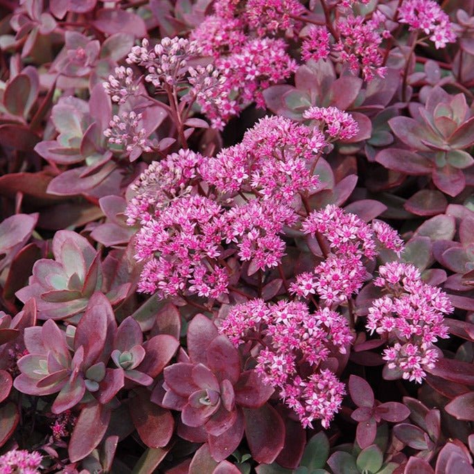 SEDUM SUNSPARKLER : FIRECRACKER Jardina.eu