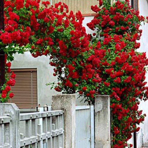 SANTANA Trandafir urcator