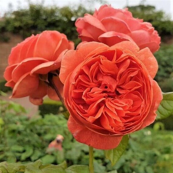 SUMMER SONG Trandafir floribunda