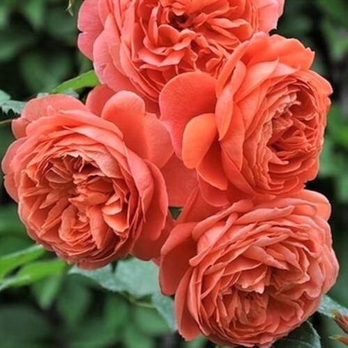 SUMMER SONG Trandafir floribunda