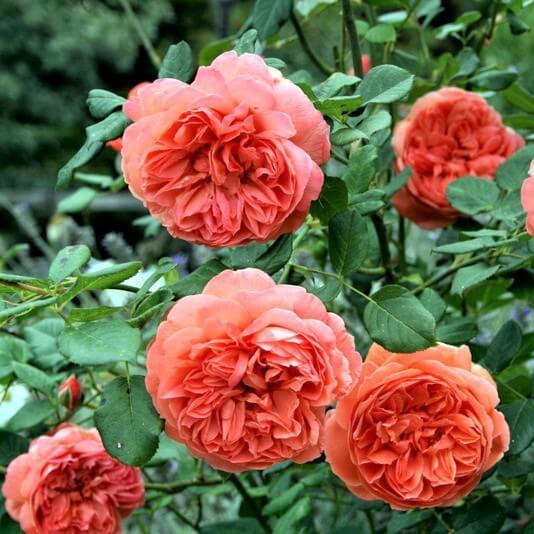 SUMMER SONG Trandafir floribunda