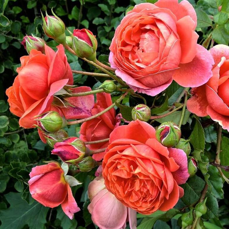 SUMMER SONG Trandafir floribunda