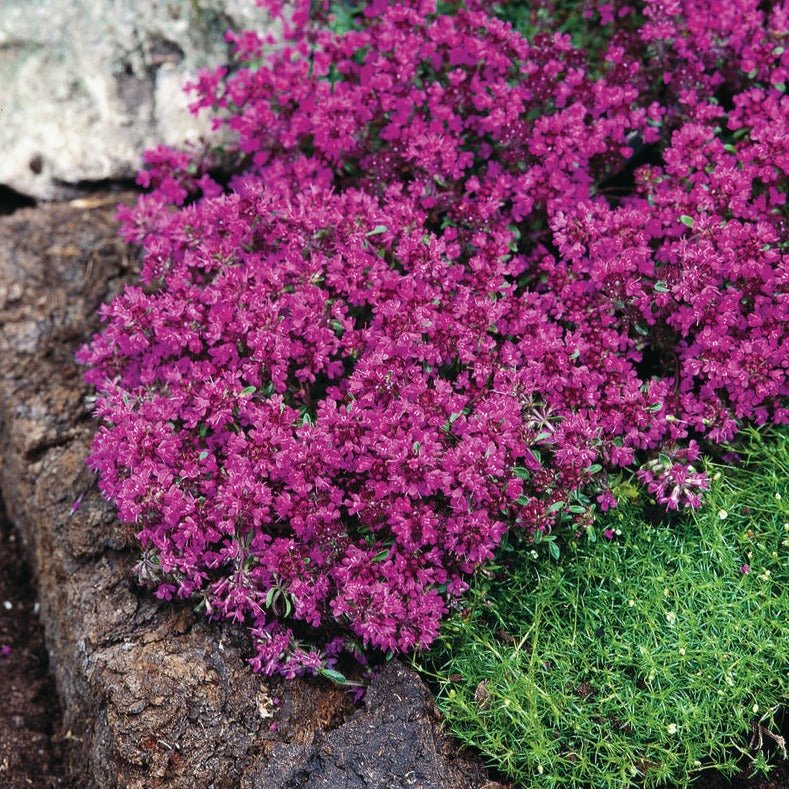 THYMUS PRAECOX RED CARPET Jardina.eu