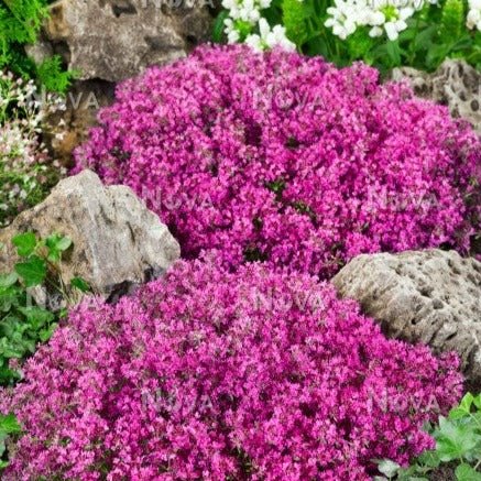 THYMUS PRAECOX RED CARPET Jardina.eu