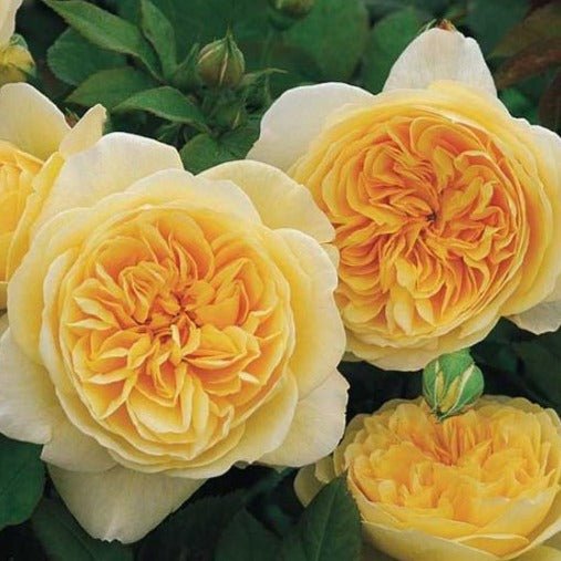 TEASING GEORGIA Trandafir floribunda