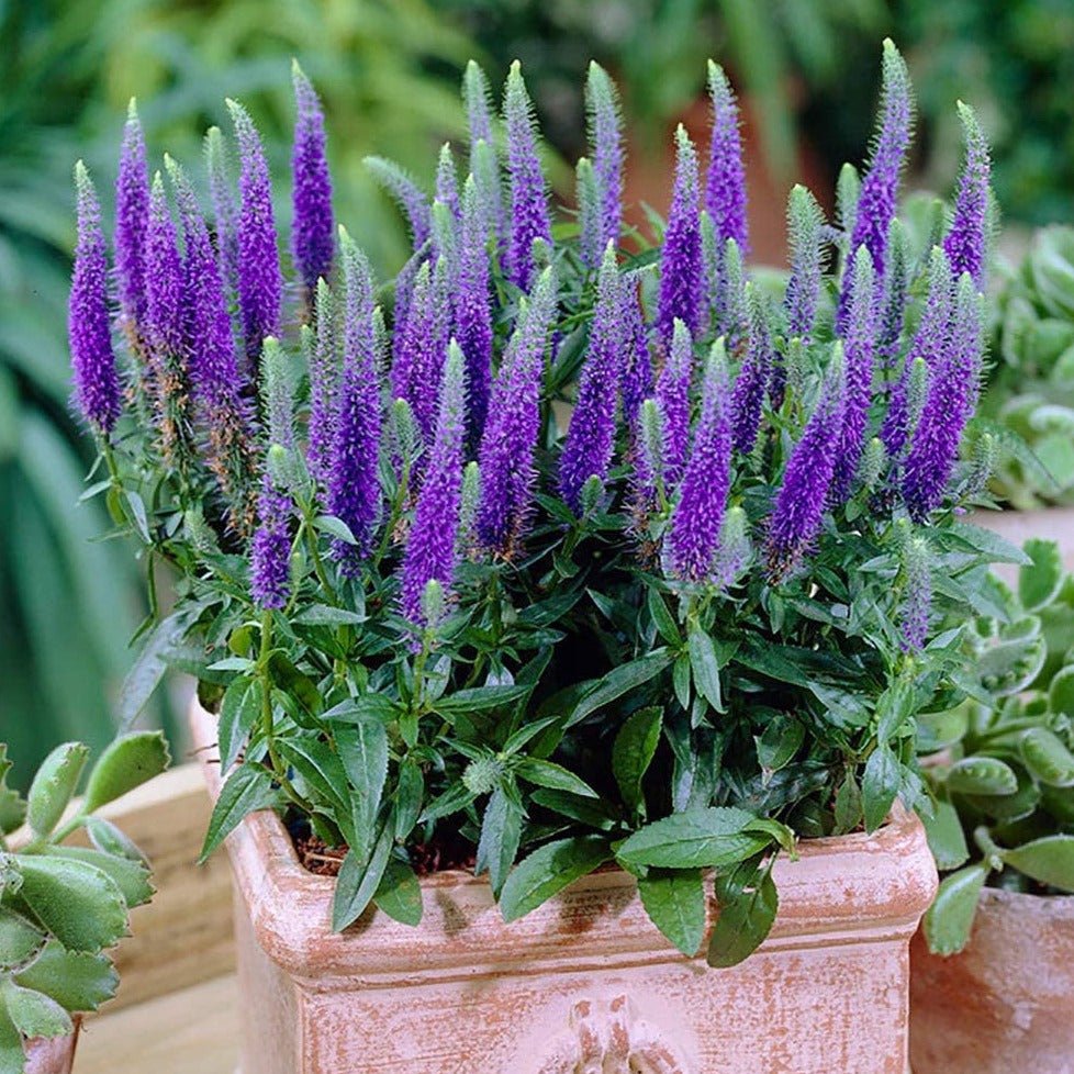 VERONICA SPICATA ULSTER DWARF BLUE Jardina.eu