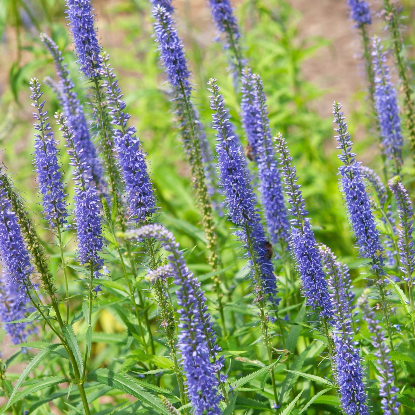 VERONICA SPICATA ULSTER DWARF BLUE Jardina.eu