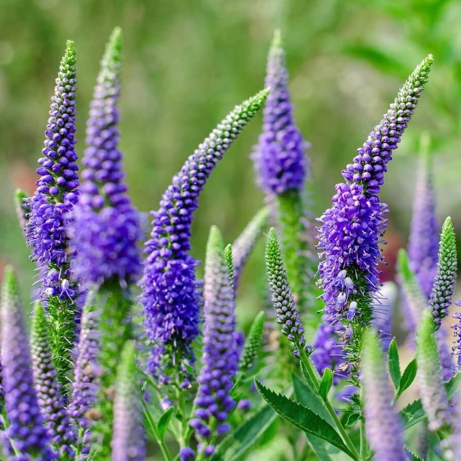 VERONICA SPICATA ULSTER DWARF BLUE Jardina.eu
