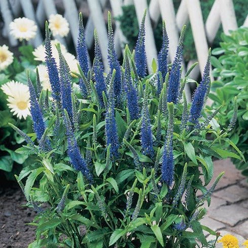 VERONICA SPICATA ULSTER DWARF BLUE Jardina.eu