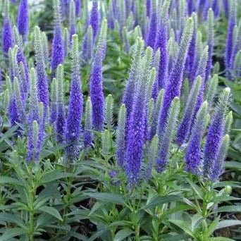 VERONICA SPICATA ULSTER DWARF BLUE Jardina.eu