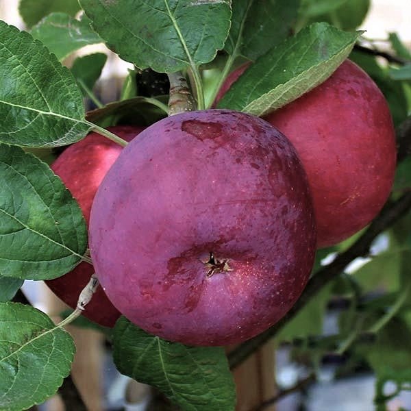 Mar de vara VISTA BELLA Mar de anul 2 - tip varga