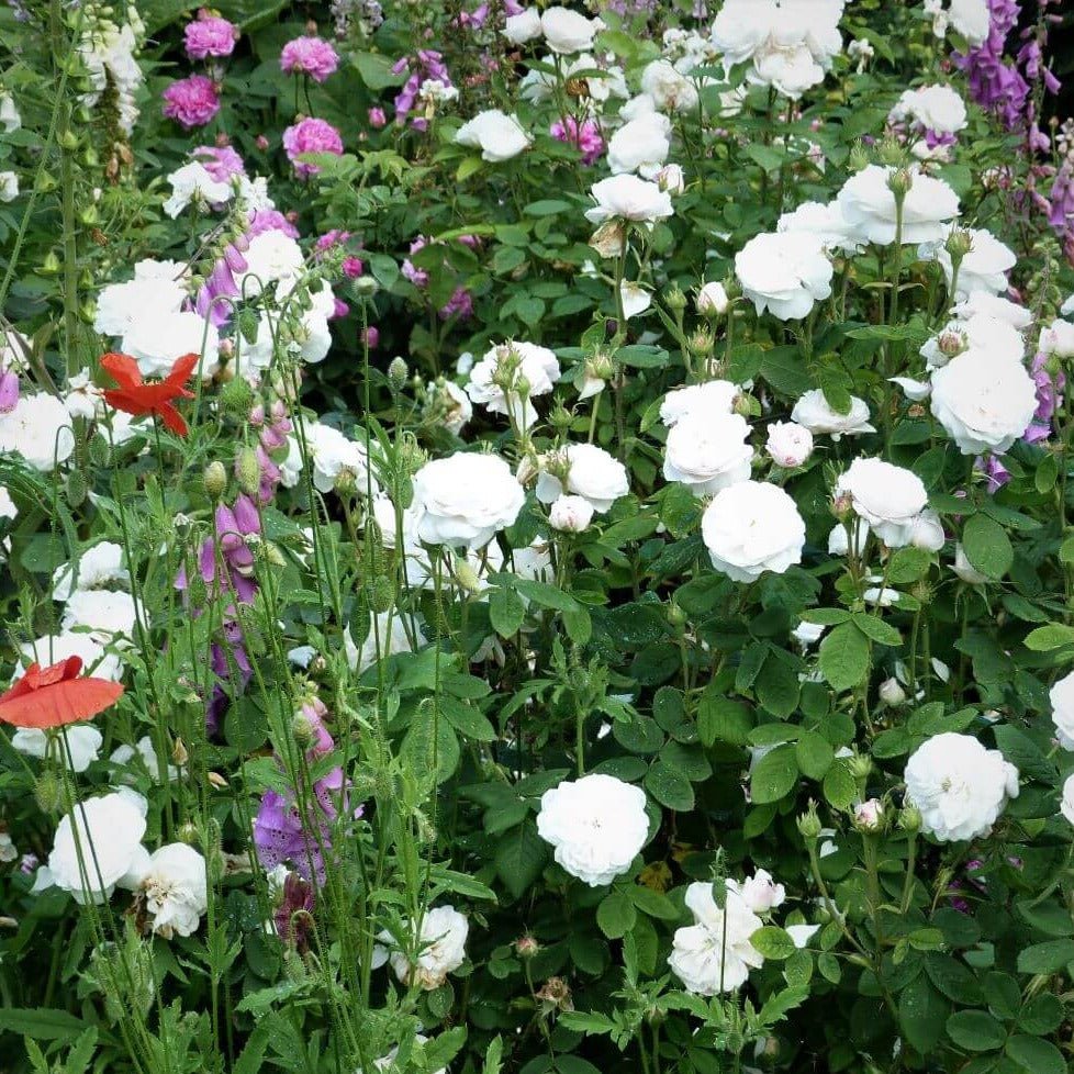 WINCHESTER CATHEDRAL Trandafir floribunda