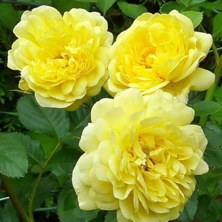 ANNY DUPEREY (YELLOW MEILOVE) Trandafir floribunda