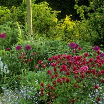 Aquilegia vulgaris : RUBY PORT Perene Superbe